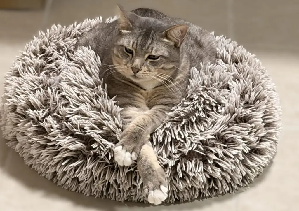 EZ, Megan’s Manx cat, curled up in a fluffy bed